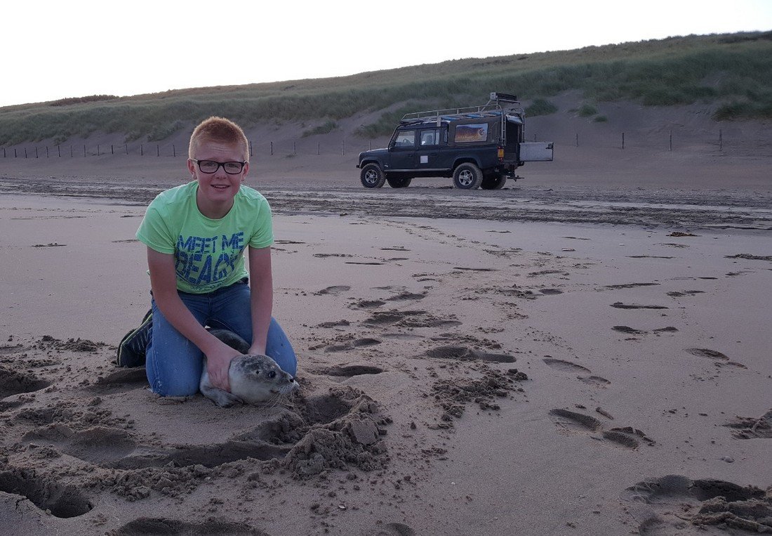 Jonge zeehond Zandvoort